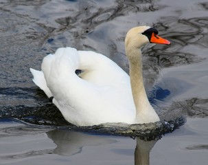 Schwan am See!