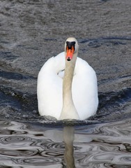 Schwan am See!