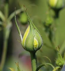 Yellow rose bud macro close up view