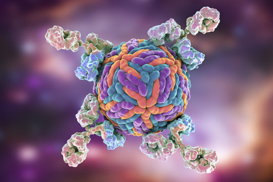 Antibodies attacking Zika virus. Immunoglobulins and virus, 3d illustration. Can be used to illustrate principles of diagnostics or antiviral immunity