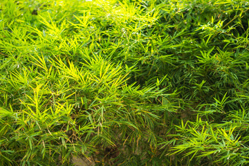 bamboo leaf background