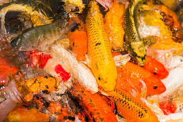 Fototapeta na wymiar Colorful Japanese Koi fish carp