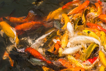 Colorful Japanese Koi fish carp
