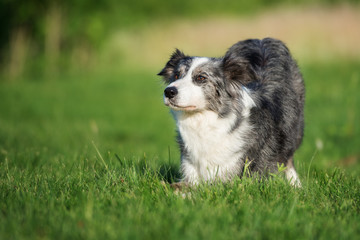 border collie dog bows down