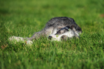 Fototapeta premium border collie dog lying down on a field