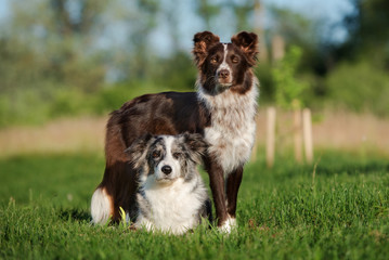 two border collie dogs posing outdoors together
