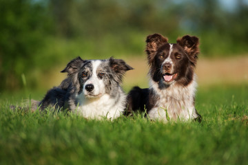 two border collie dogs lying down outdoors - obrazy, fototapety, plakaty