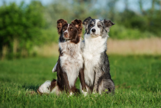 two border collie dogs sitting on a field
