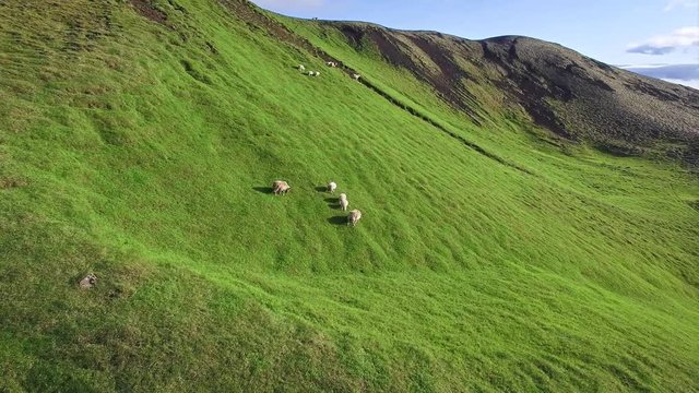 Aerial footage of icelandic sheep with lambs in summer pasture up in the mountains