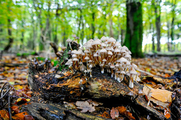 Autumn scenery with mushrooms grown on a rotten trunk