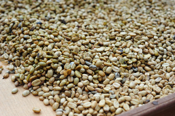 Unprocessed luwak coffee beans