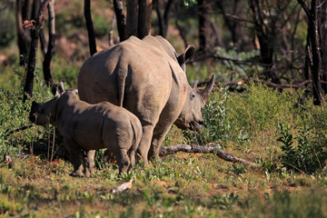 Naklejka premium Breitmaulnashorn