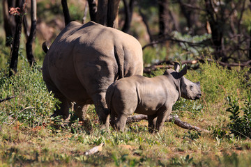 Fototapeta premium Breitmaulnashorn