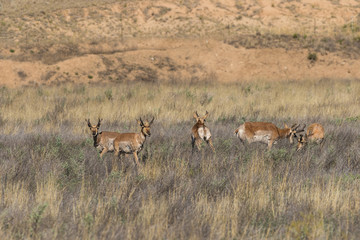 Pronghorn Antelope Bucks