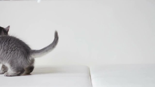 Little furry kitten playing with paper butterfly (slow motion) 2