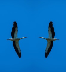 Unfallgefahr? (Gespiegelter Weißstorch (Ciconia ciconia) im Flug vor blauem Himmel,...
