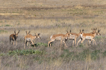 Fototapeta na wymiar Pronghorn Antelope Bucks