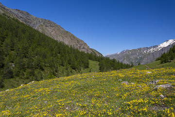 Fototapeta premium the summer color of the Alps