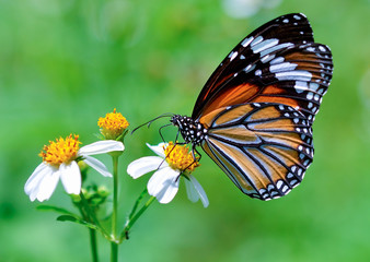 butterfly fly on flower