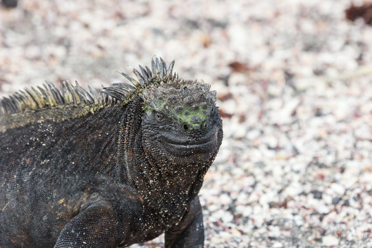 Marine iguana in closeup. Selective focus on the head of the animal, background is out of focus