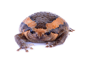 bullfrog on white background