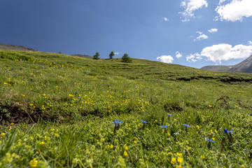 the summer color of the Alps