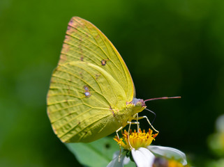 butterfly fly on flower