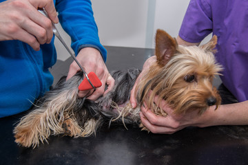 Vétérinaire, consultation de la bonne santé d'un chien, température;stétoscope ; électro ;...