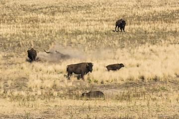 Bison grazing and rolling around in dust and dirt near Great Salt Lake, Utah