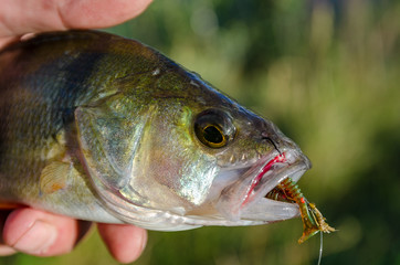 Fish perch on the hook