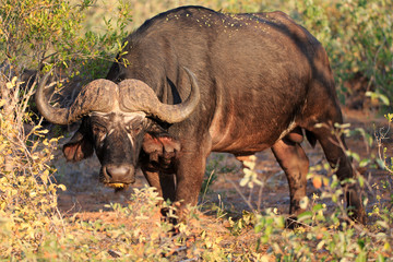 Obraz premium Kaffernbüffel