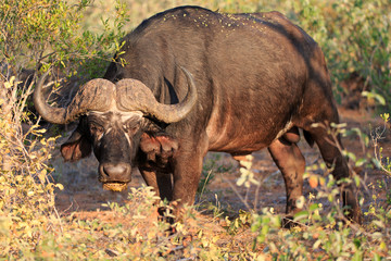 Obraz premium Kaffernbüffel