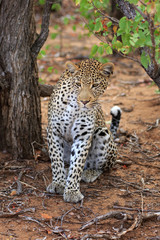 Leopard