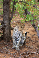 Leopard