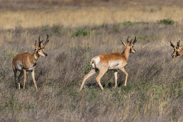 Pronghorn Antelope Bucks