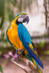 Blue-and-yellow macaw portrait