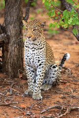 Leopard