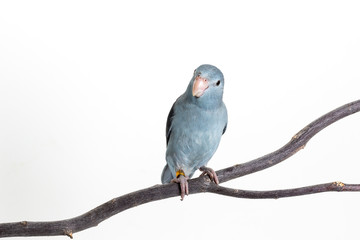 Mauve Forpus, Parakeet, Bird