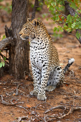 Leopard