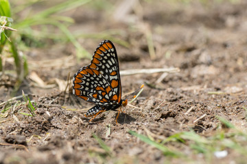 Fototapeta na wymiar Baltimore Checkerspot Butterfly