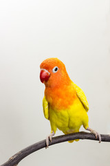 Yellow Lovebird on branch