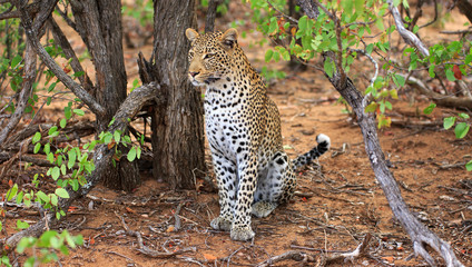 Leopard