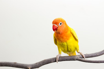 Fototapeta na wymiar Yellow Lovebird on branch