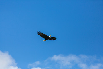 American eagle