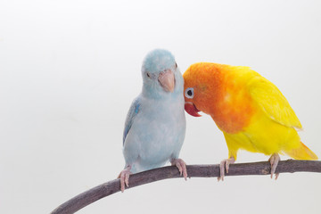 Lovebird and Forpus