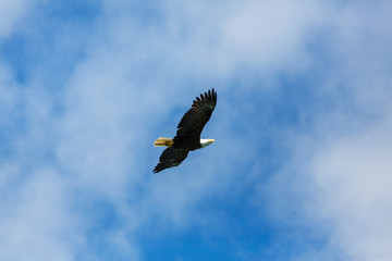 American eagle