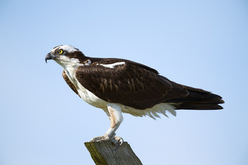 Osprey Standing on Post