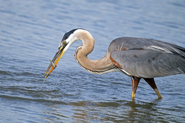Great Blue Heron Eating Fish