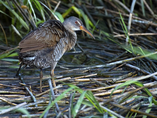 Clapper Rail Walking through Marsh