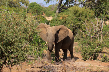 Fototapeta premium Elefant